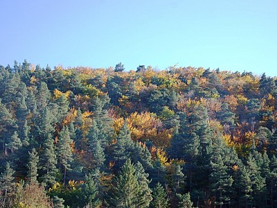 Automne_allenc (14)